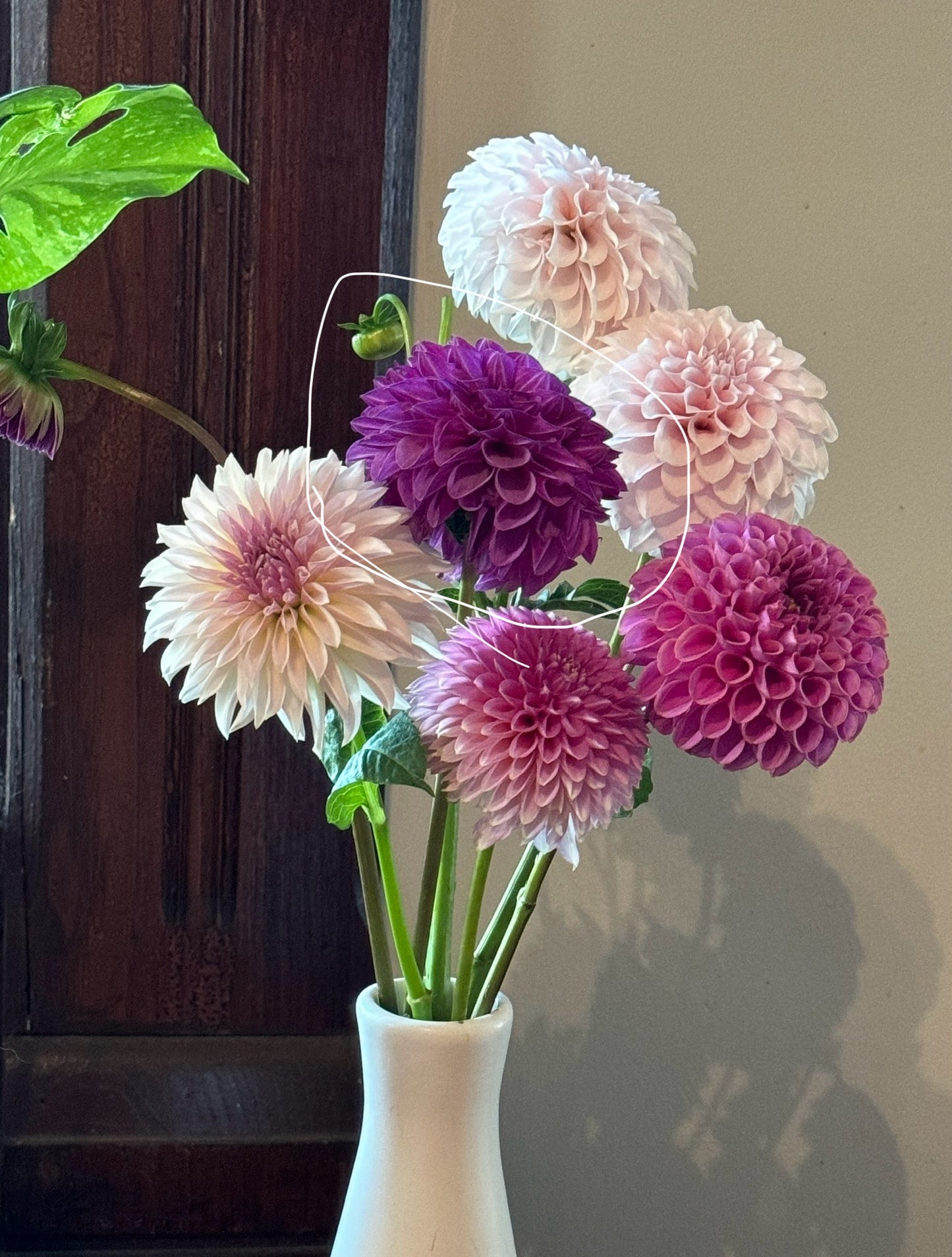 Lynn Slight - Dahlia - Tuber