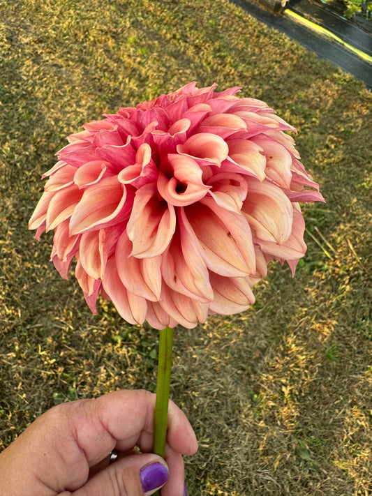 Orange Globe - Dahlia Tuber