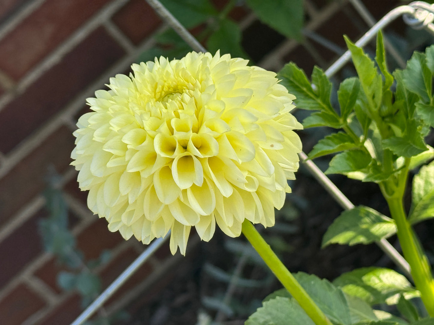 Skipley Moonglow - Dahlia - Tuber