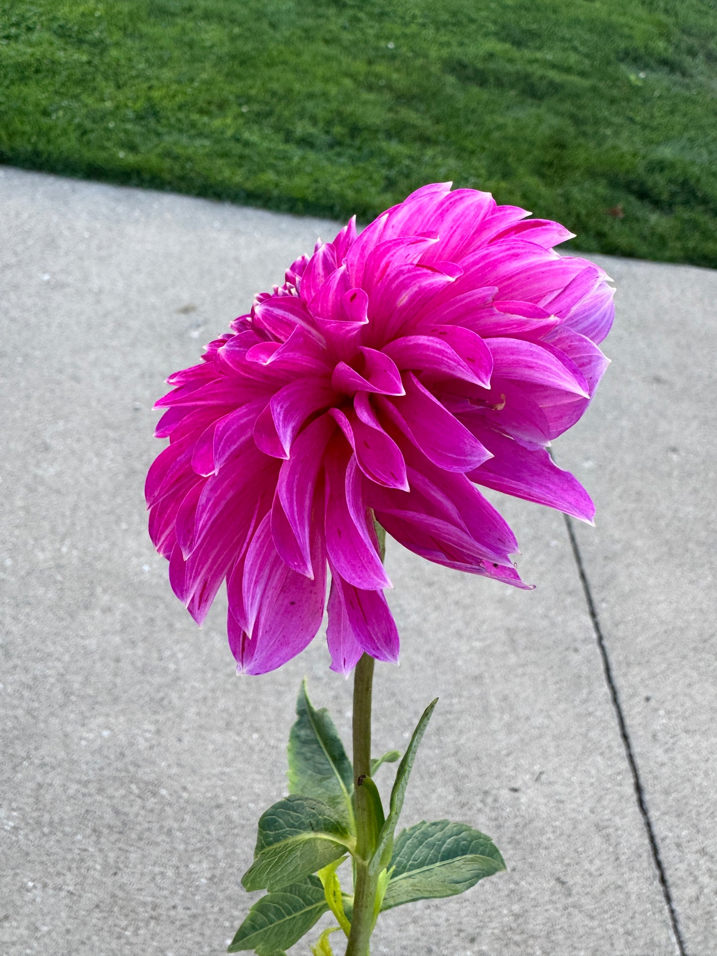 River’s Tipsy - Dahlia - Spring CUTTING
