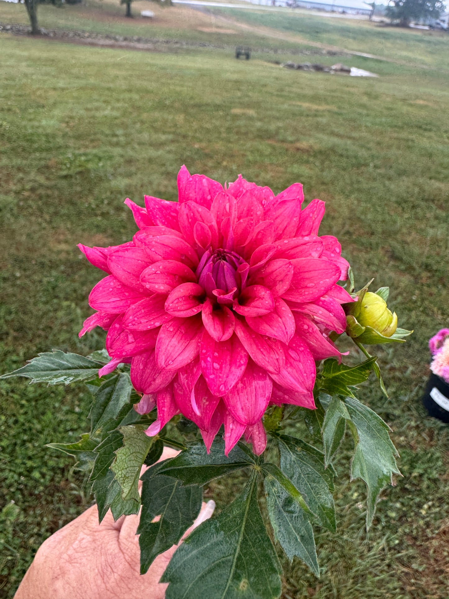 River’s Rosie - Dahlia - Spring CUTTING