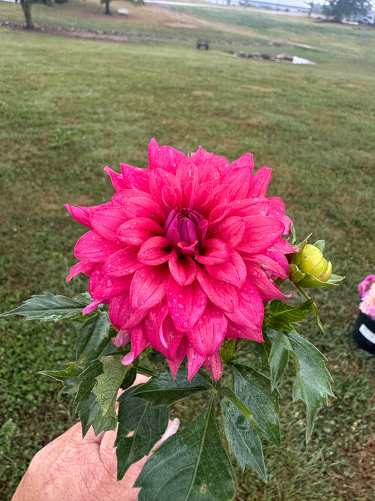 River’s Rosie - Dahlia - Spring CUTTING