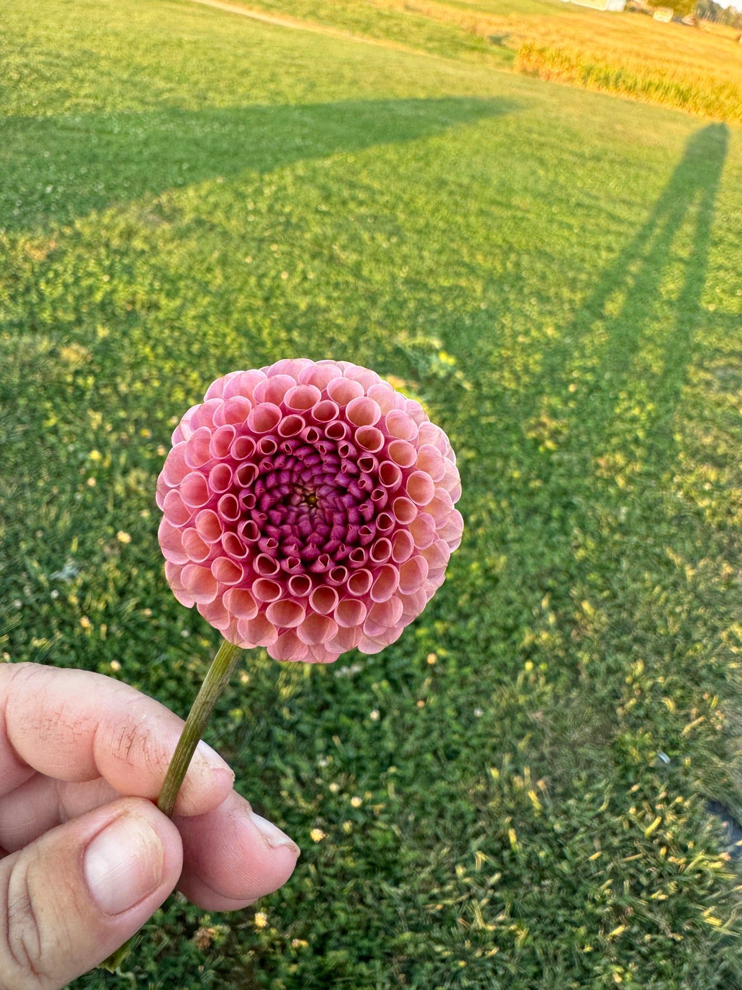 Koko Puff -  Dahlia - Tuber