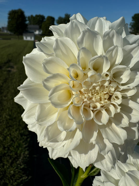 Irish Ruffles - Dahlia Tuber