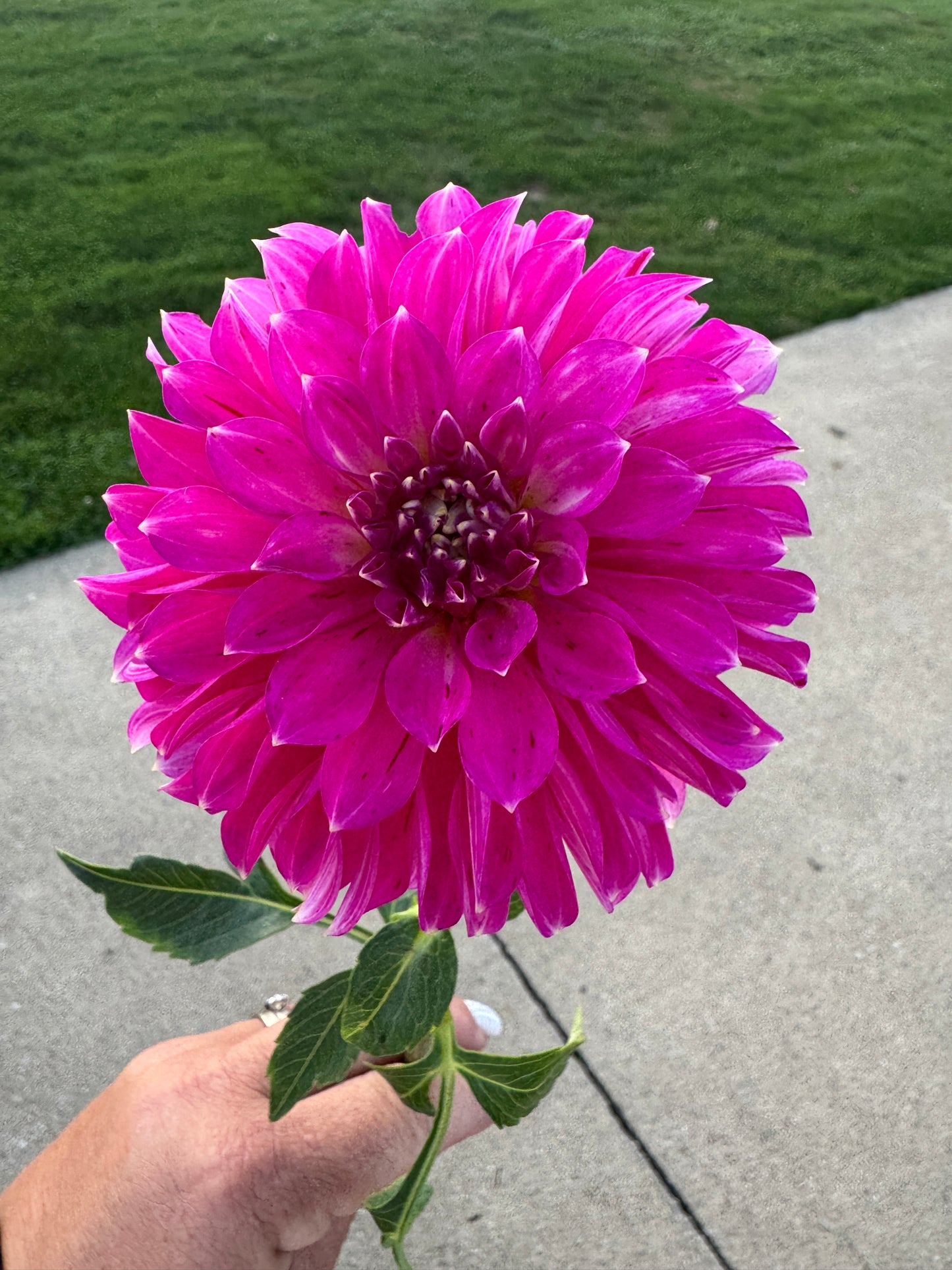 River’s Tipsy - Dahlia - Spring CUTTING