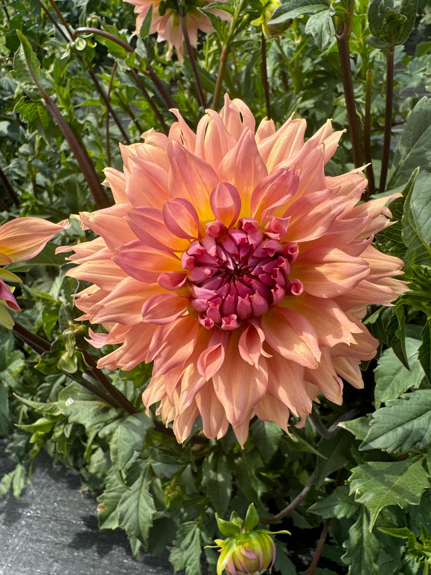 Terracotta - Dahlia Tuber