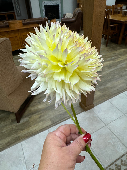 Citron Du Cap - Dahlia Tuber