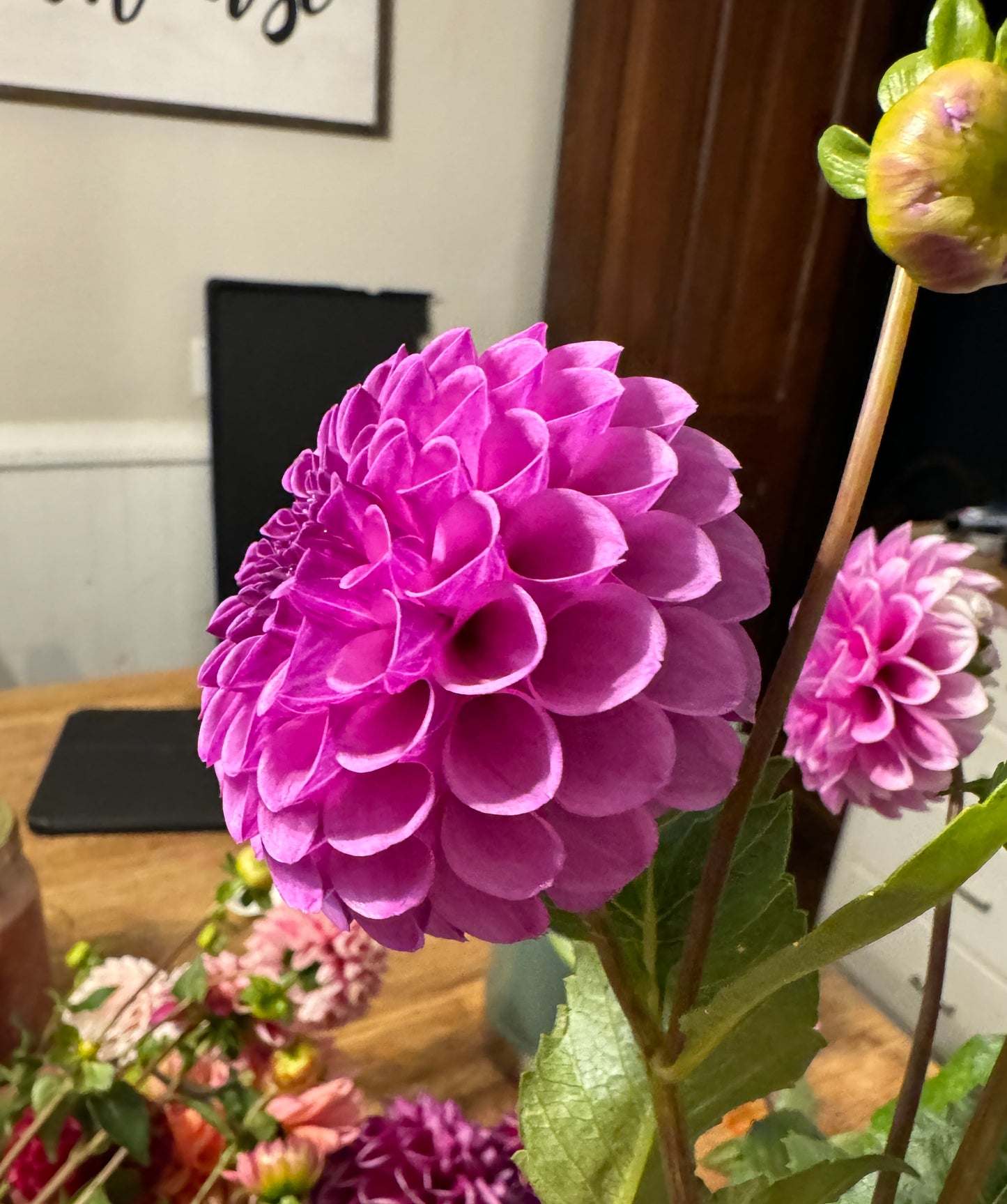 Robann Royal - Dahlia Tuber