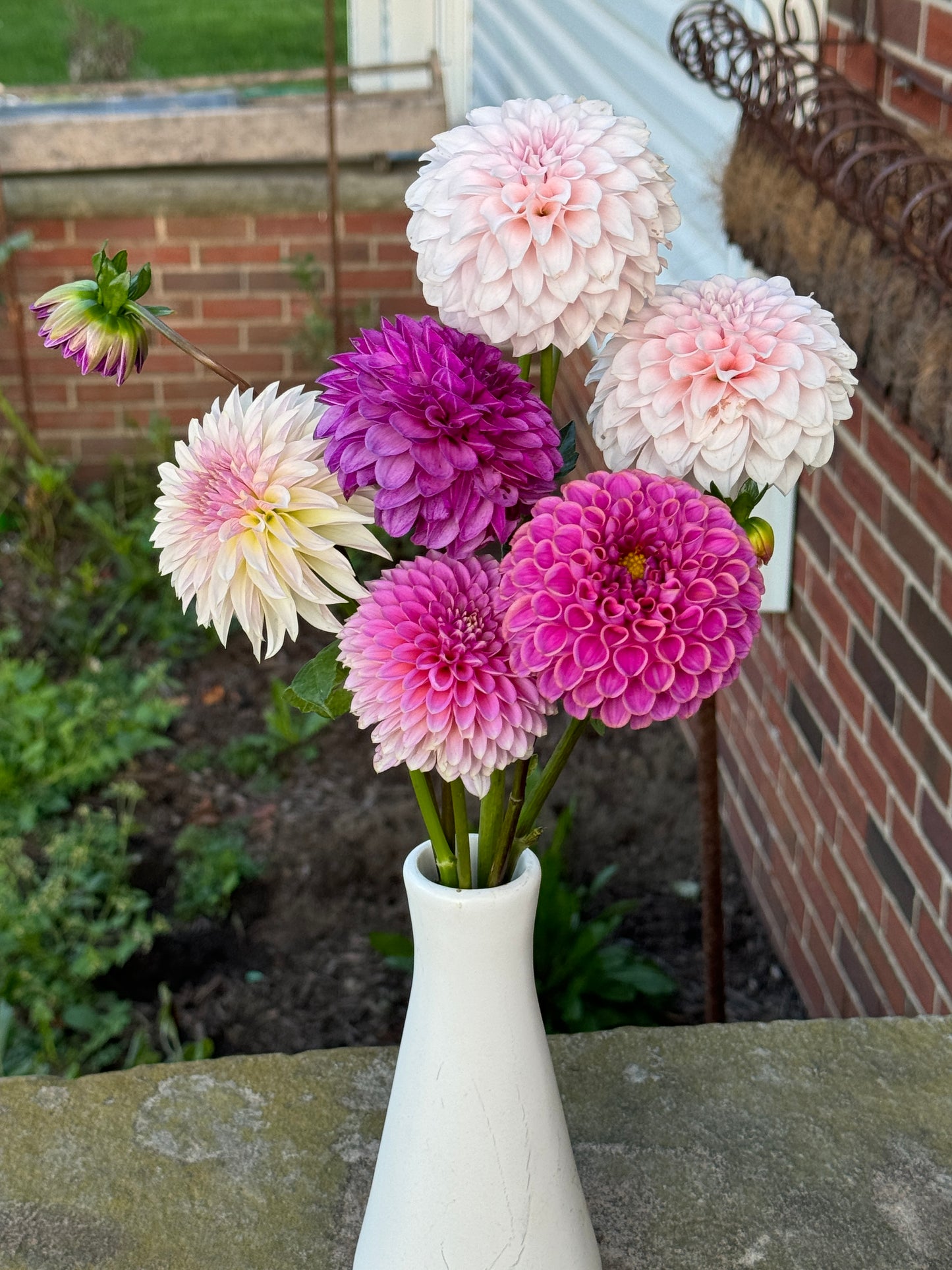 Lynn Slight - Dahlia - Tuber