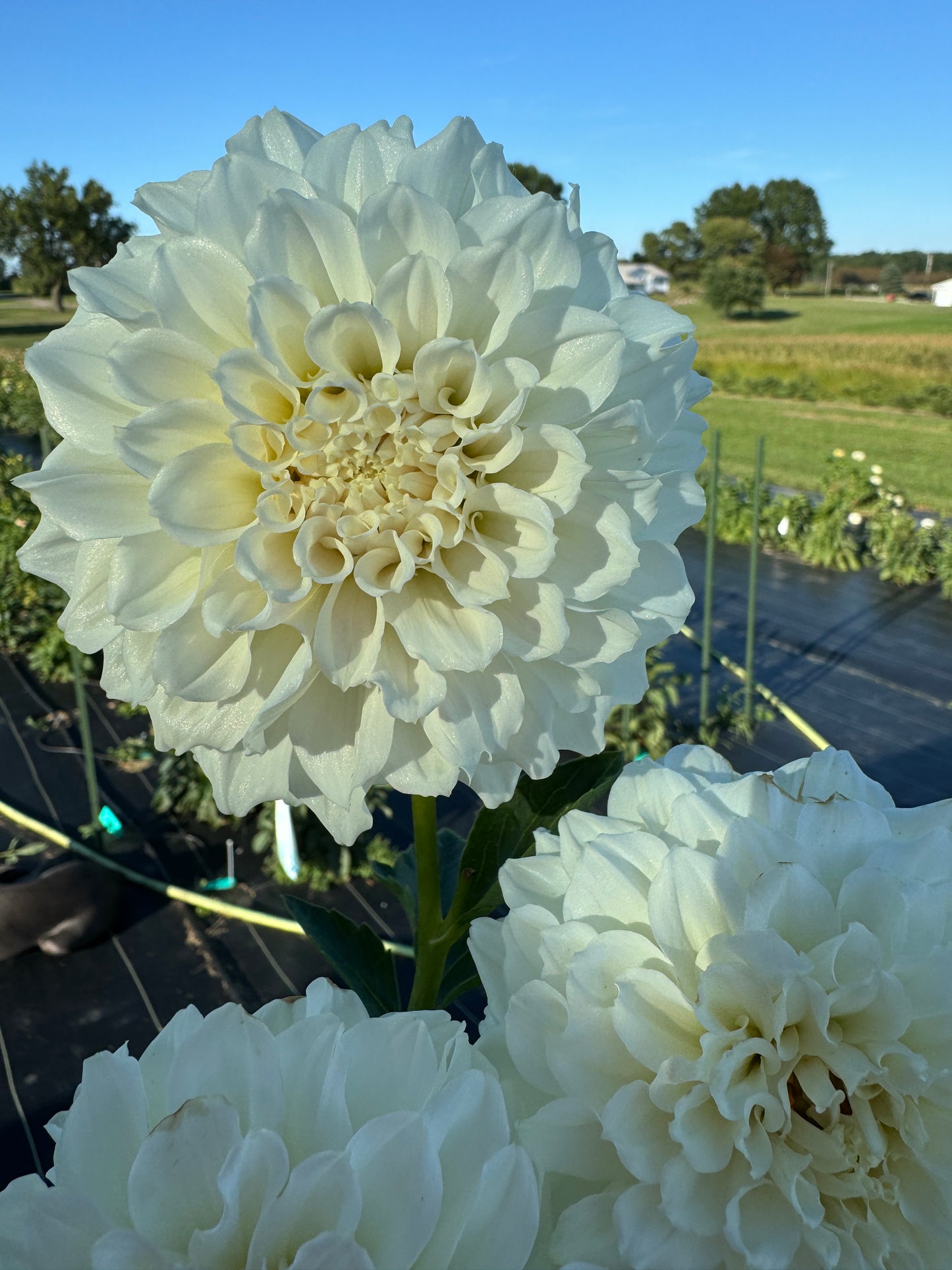 Irish Ruffles - Dahlia Tuber