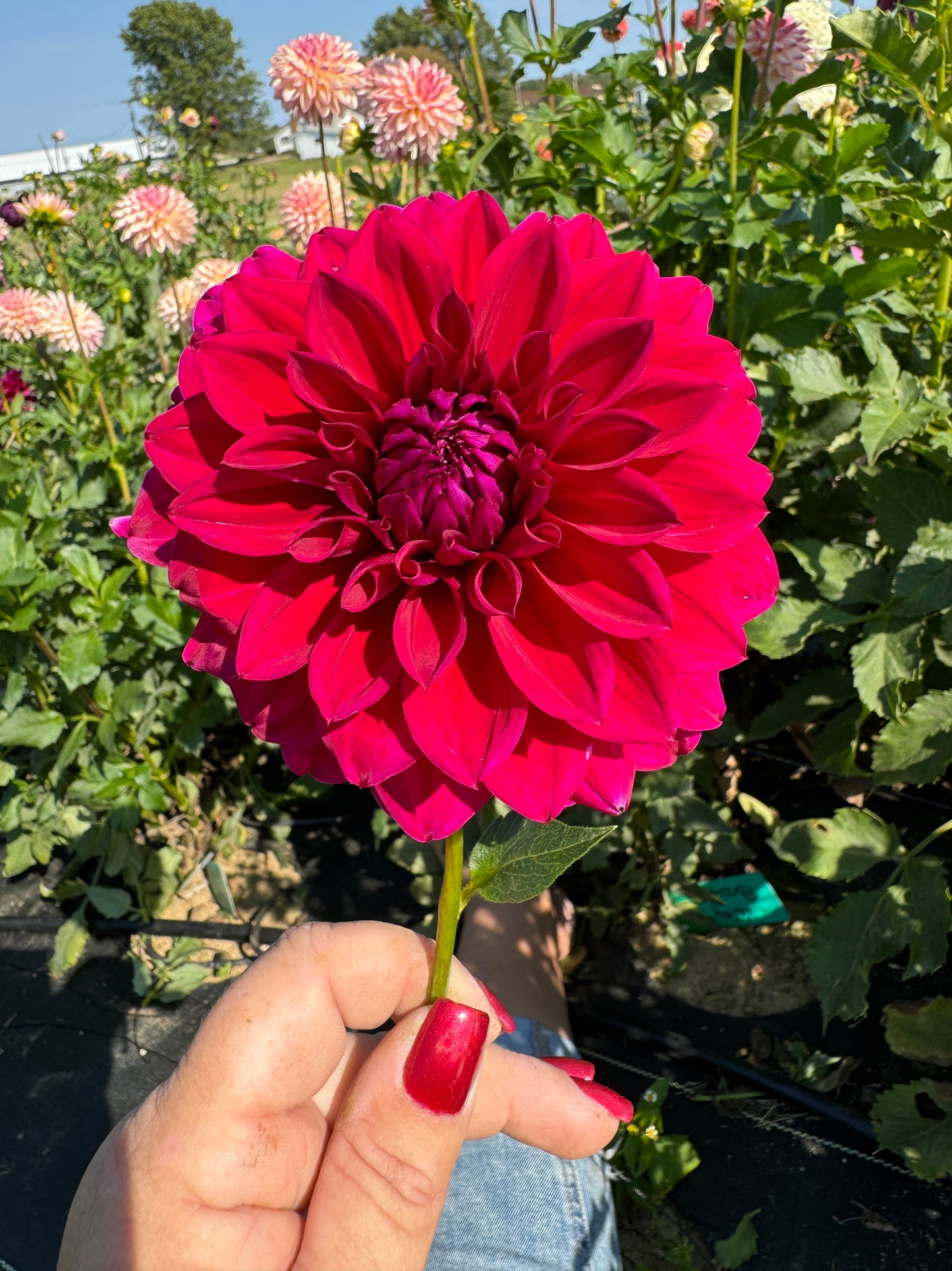 Fremont's Memory - Dahlia Tuber