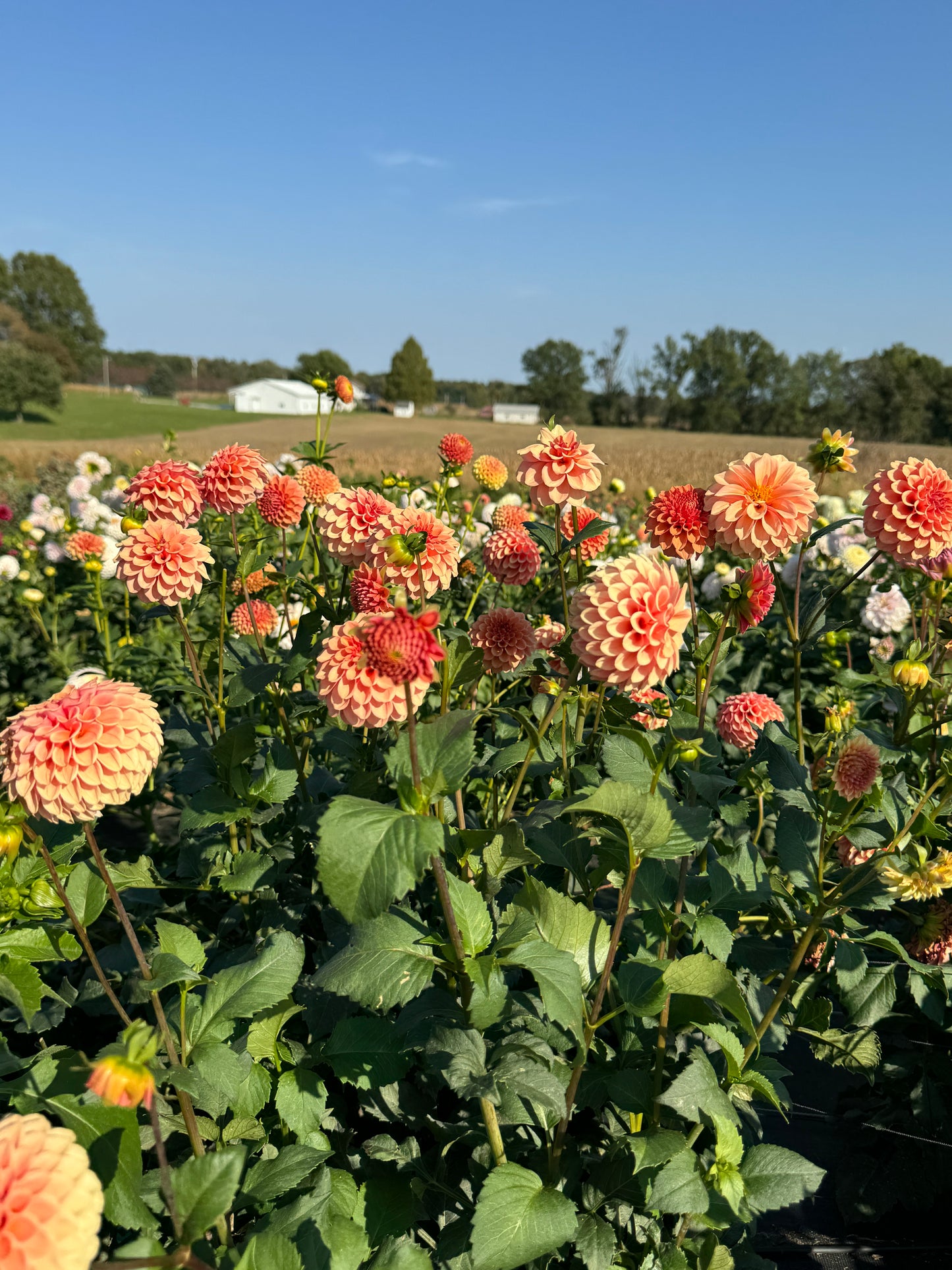 Rose Toscano - Dahlia Tuber