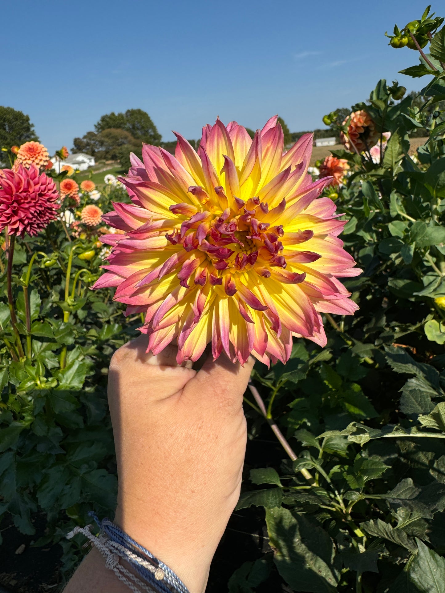 Granny Norman - Dahlia Tuber