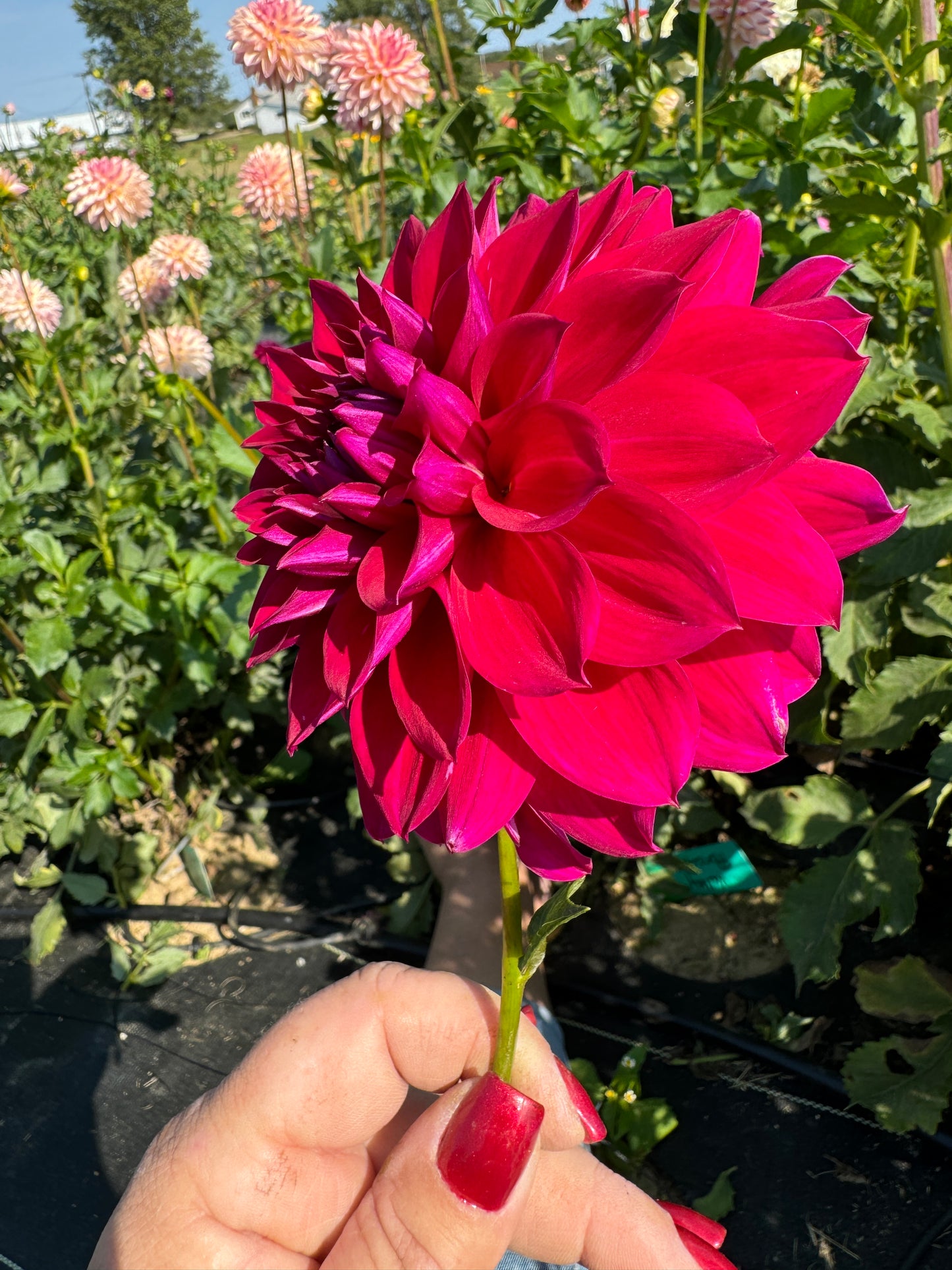 Fremont's Memory - Dahlia Tuber