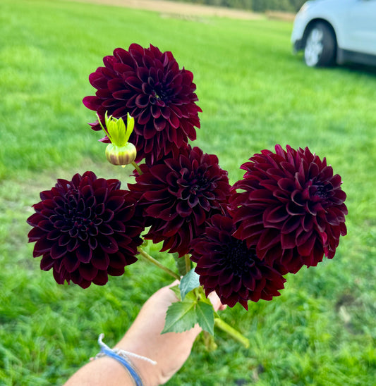 Black Satin - Dahlia Tuber