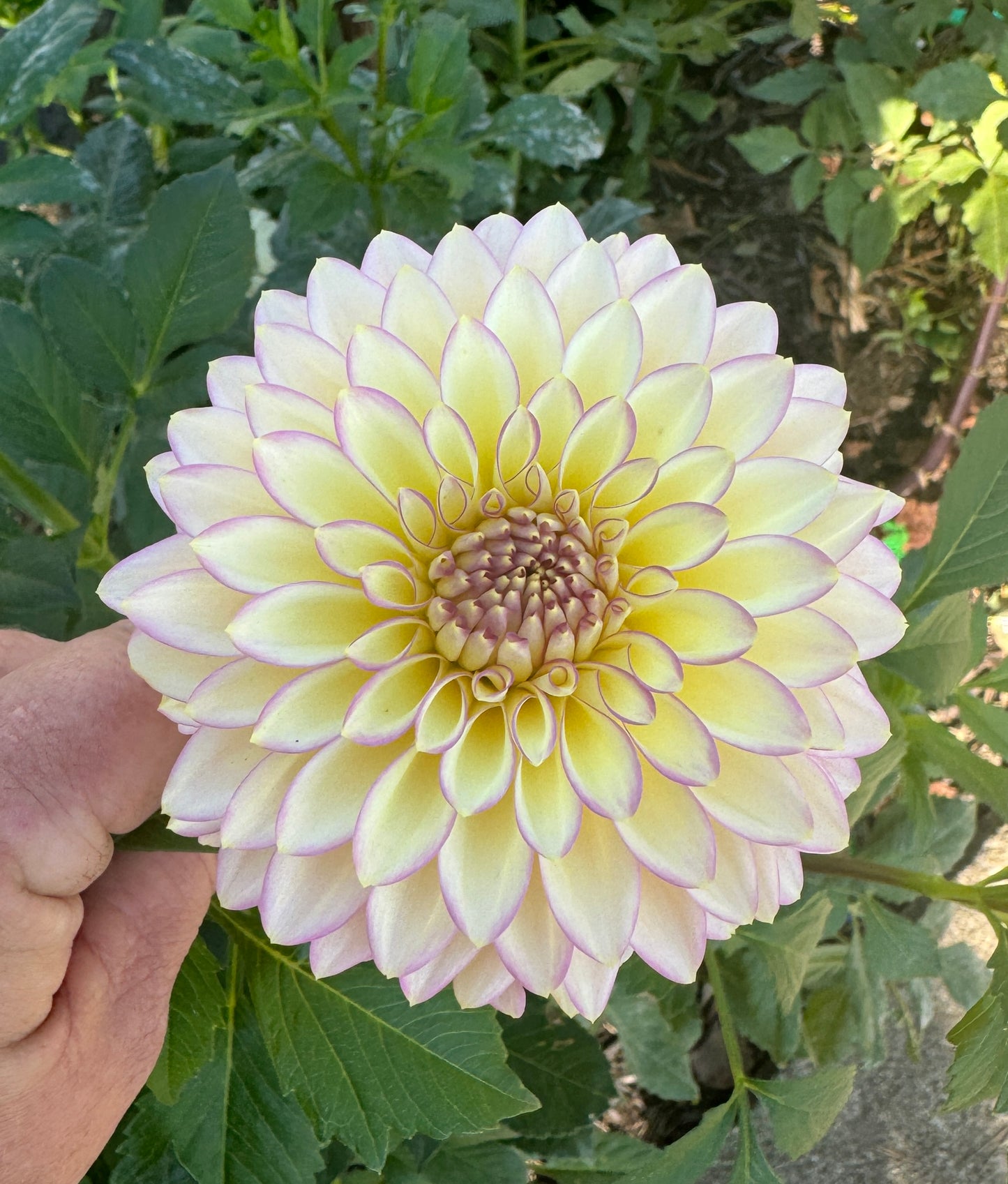 Bloomquist Blush - Dahlia Tuber