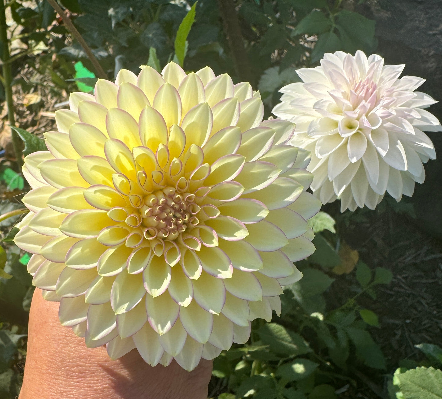 Bloomquist Blush - Dahlia Tuber