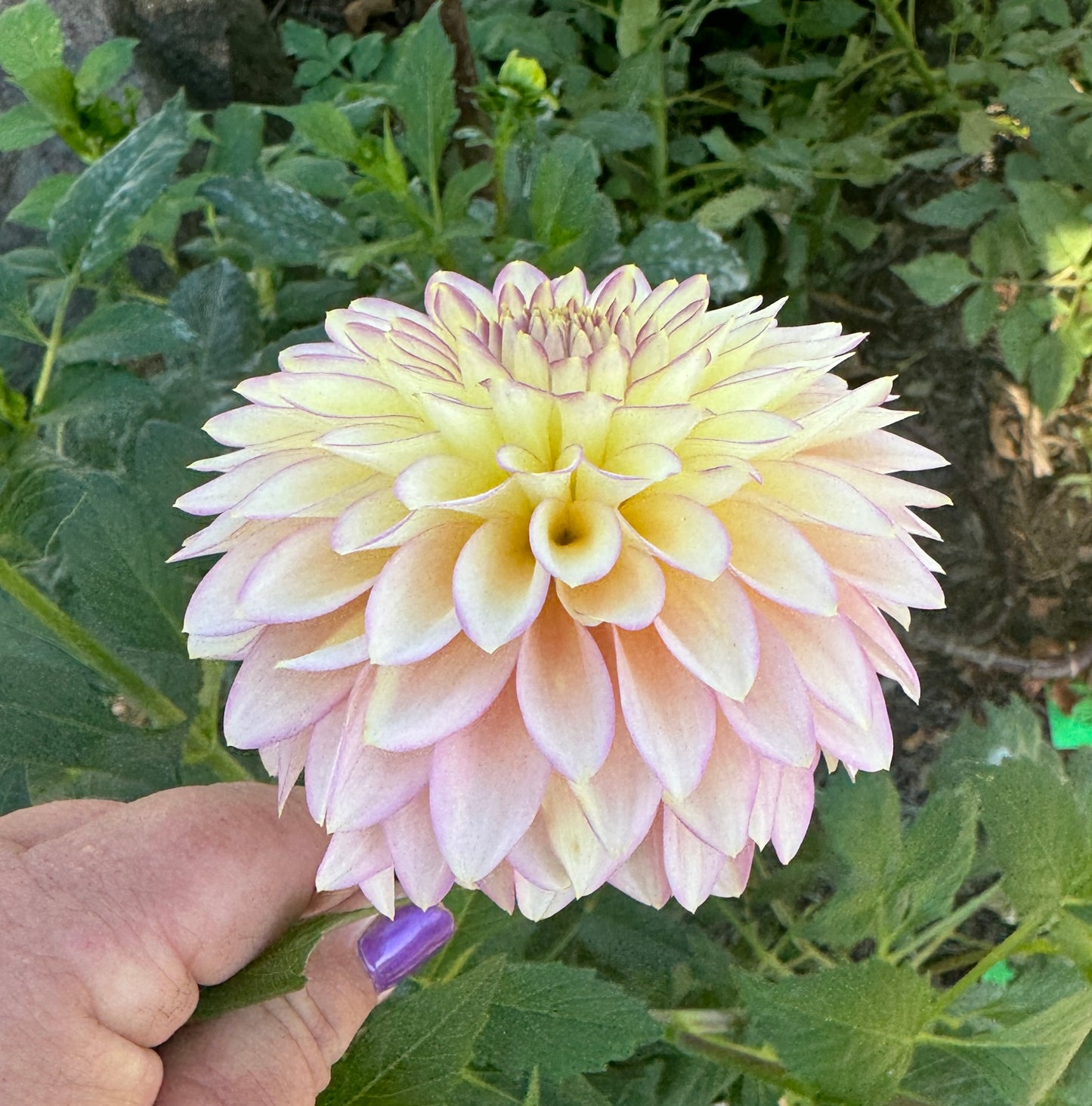 Bloomquist Blush - Dahlia Tuber