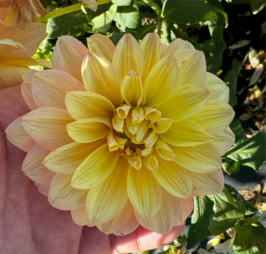 Peaches and Dreams - Dahlia Tuber