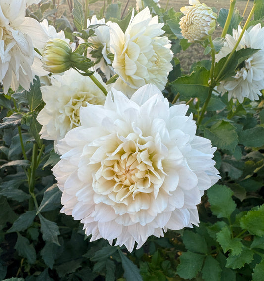 Carl Chilson - Dahlia Tuber