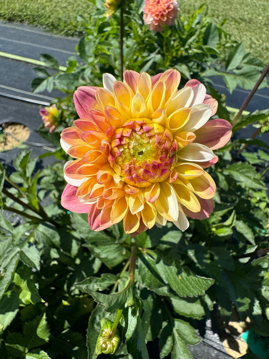 Double Jill - Dahlia Tuber