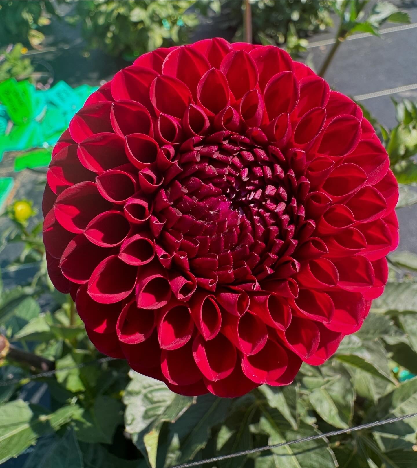 Jackie’s Red Devil -  Dahlia - Tuber