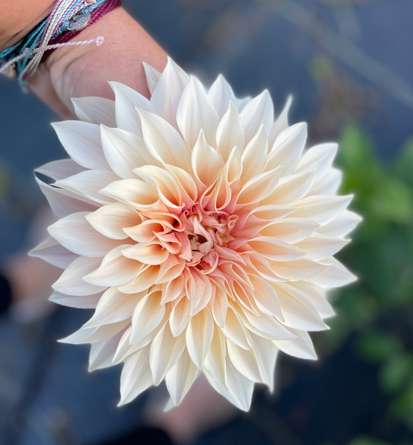 Cafe Au Lait - Dahlia Tuber