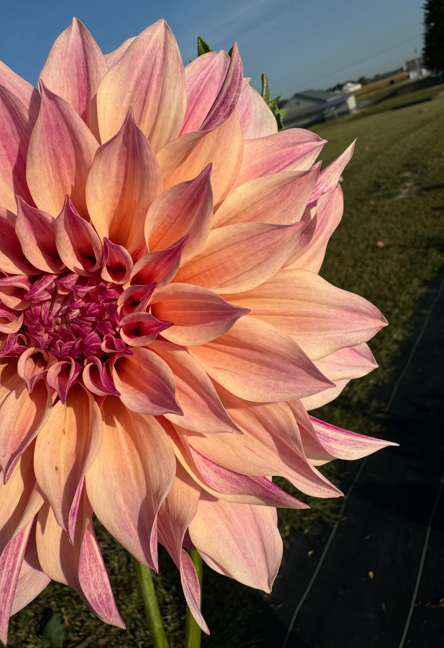 Cafe Au Lait - Dahlia Tuber