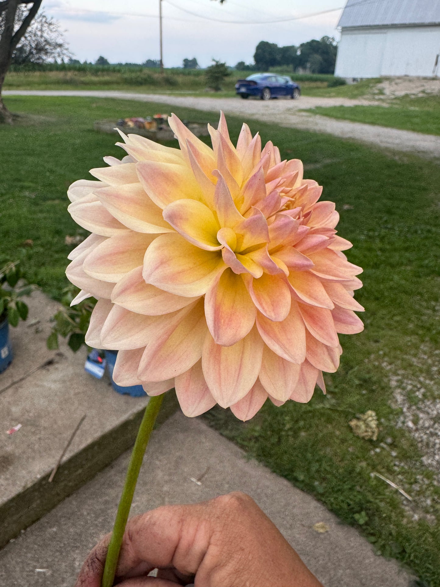 Hamilton Lillian -  Dahlia - Spring CUTTING