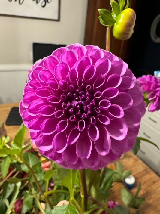 Robann Royal - Dahlia Tuber