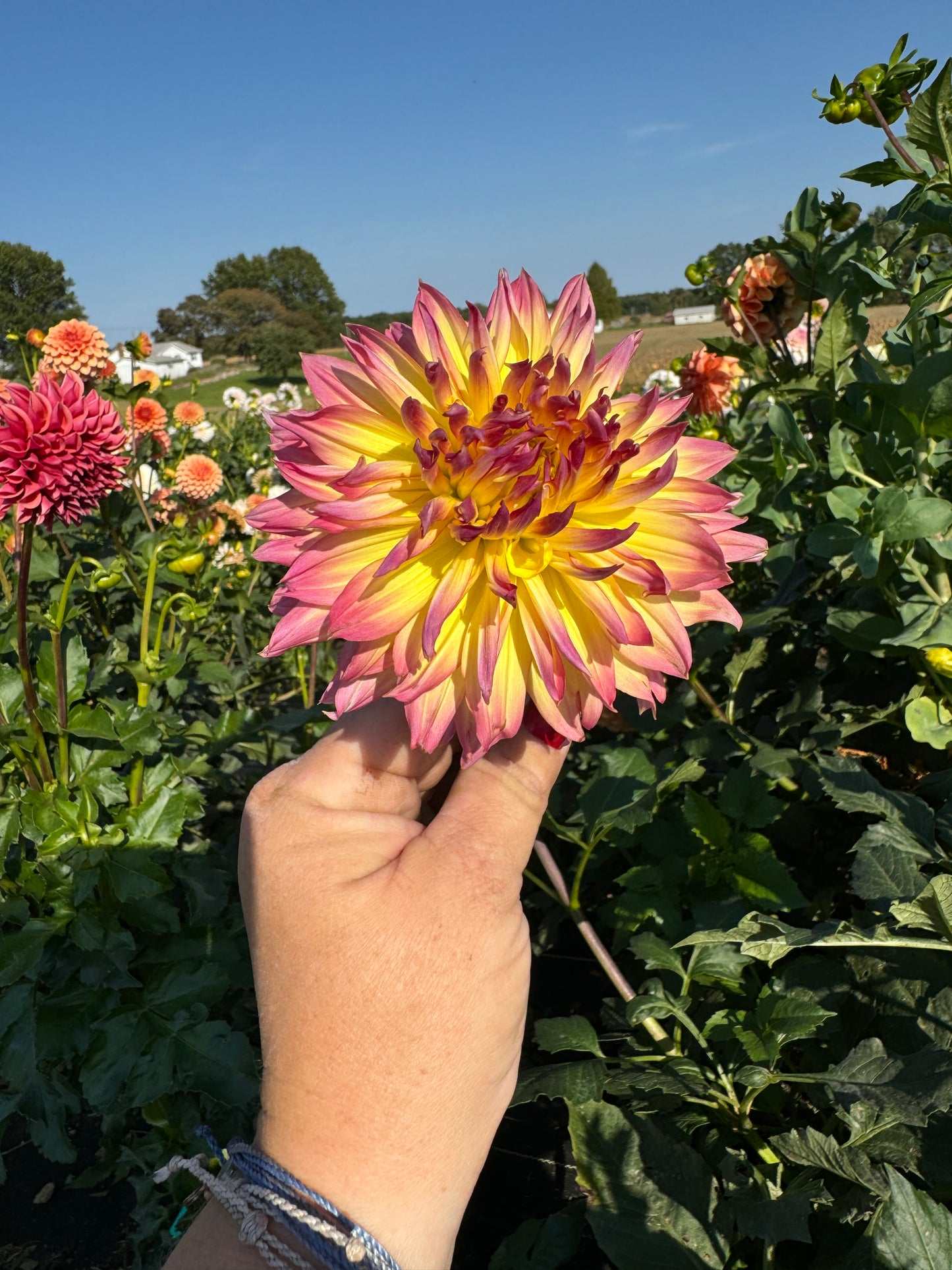 Granny Norman - Dahlia Tuber