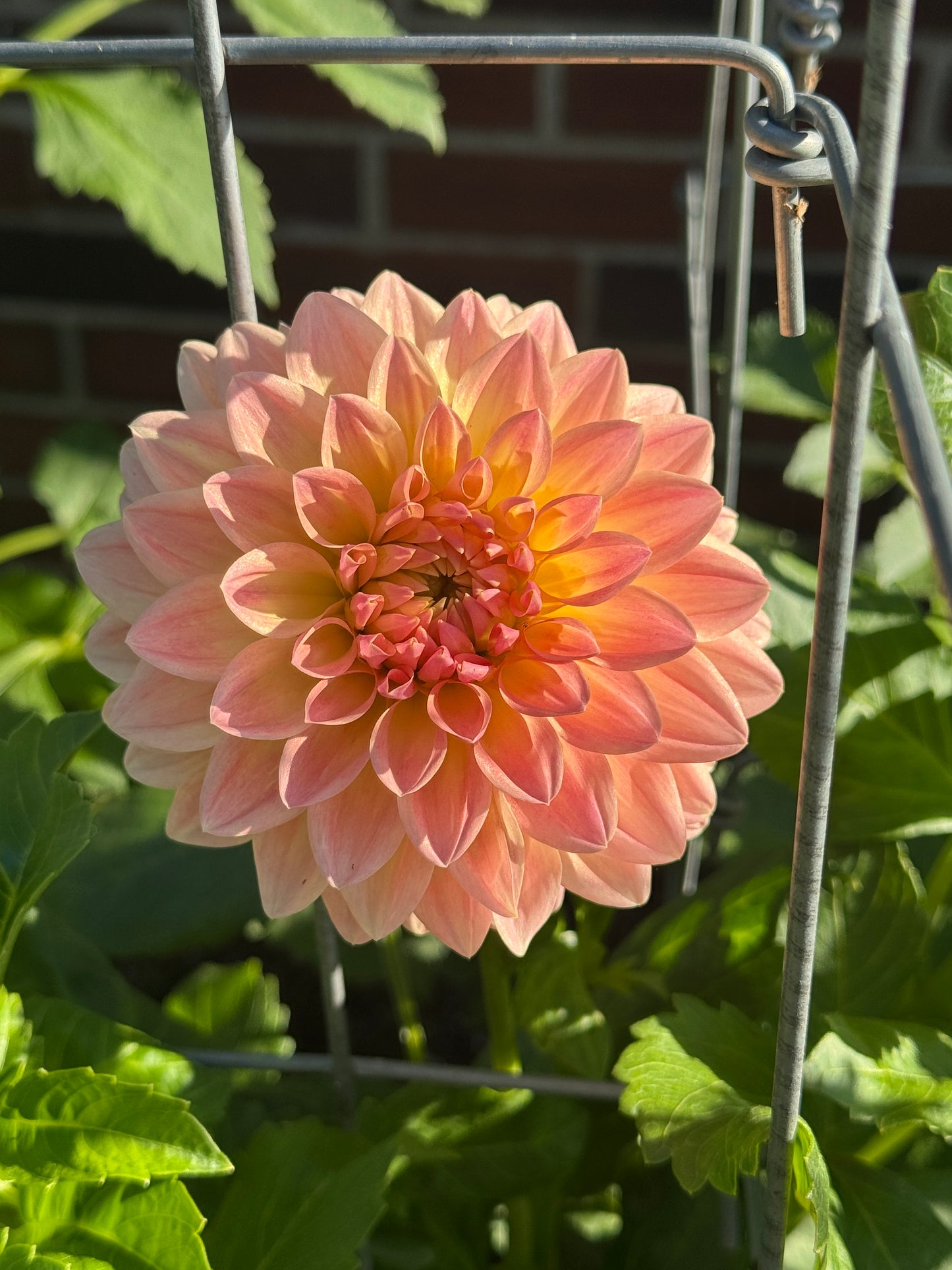 Hamilton Lillian -  Dahlia - Spring CUTTING