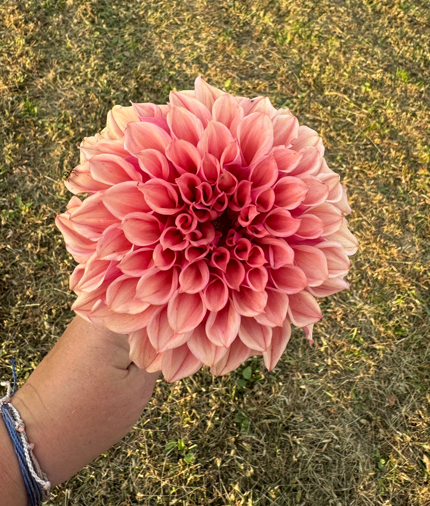 Orange Globe - Dahlia Tuber