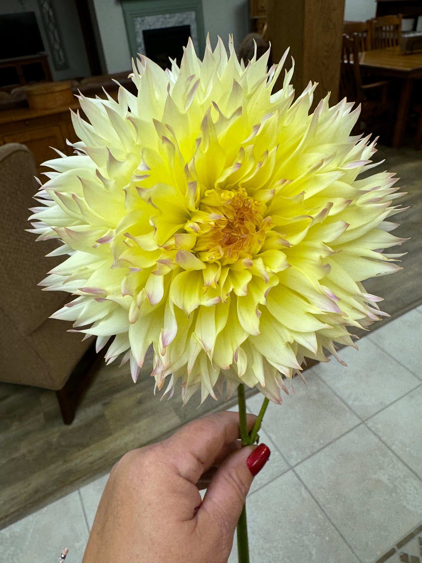 Citron Du Cap - Dahlia Tuber