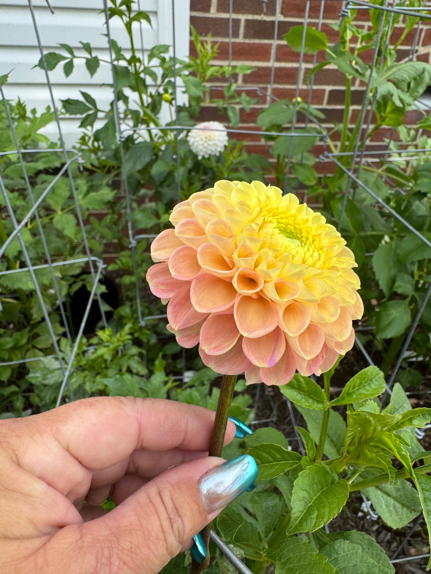 Fiona -  Dahlia - Spring CUTTING