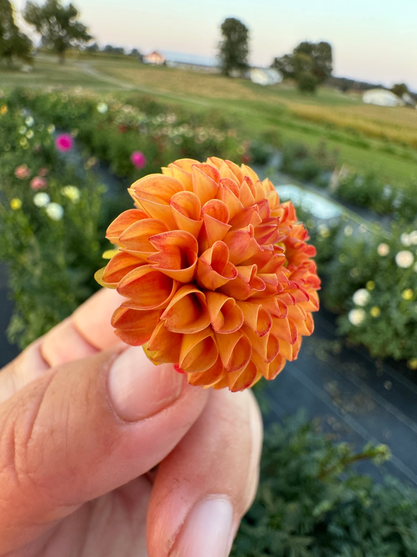 Pop Willo - Dahlia Tuber