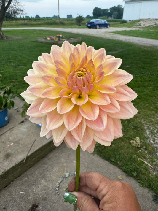 Hamilton Lillian -  Dahlia - Spring CUTTING