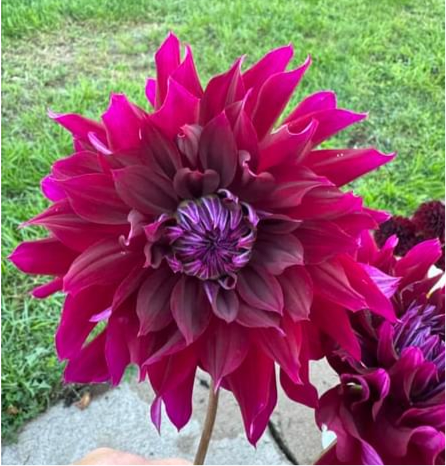 NOT Karma Chocolate - Dahlia Tuber