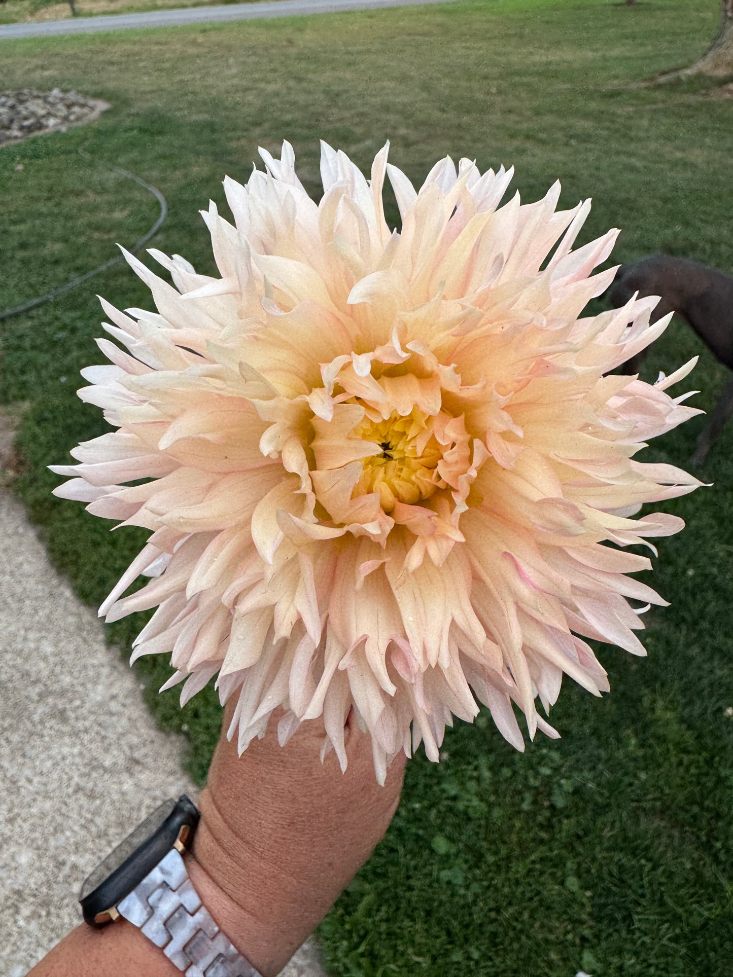 Hapet Champagne -  Dahlia - Spring CUTTING