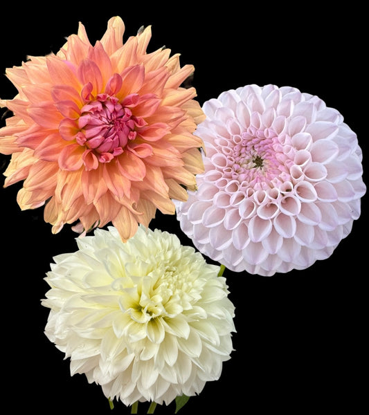 Dahlia Tubers - Bulk Grouping 5 (Spring Shipped)