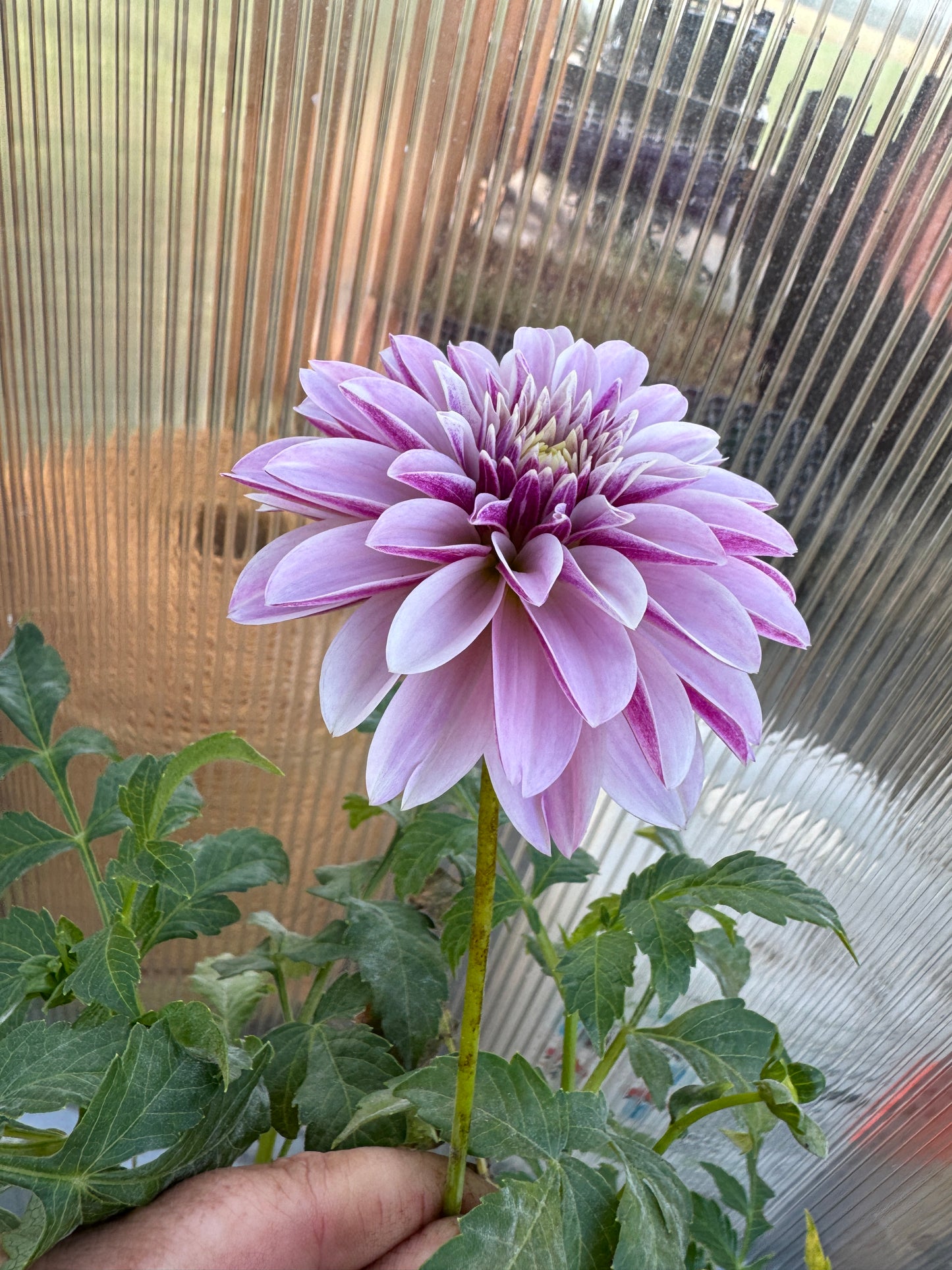 Salish Twilight Girl - Dahlia - Spring CUTTING