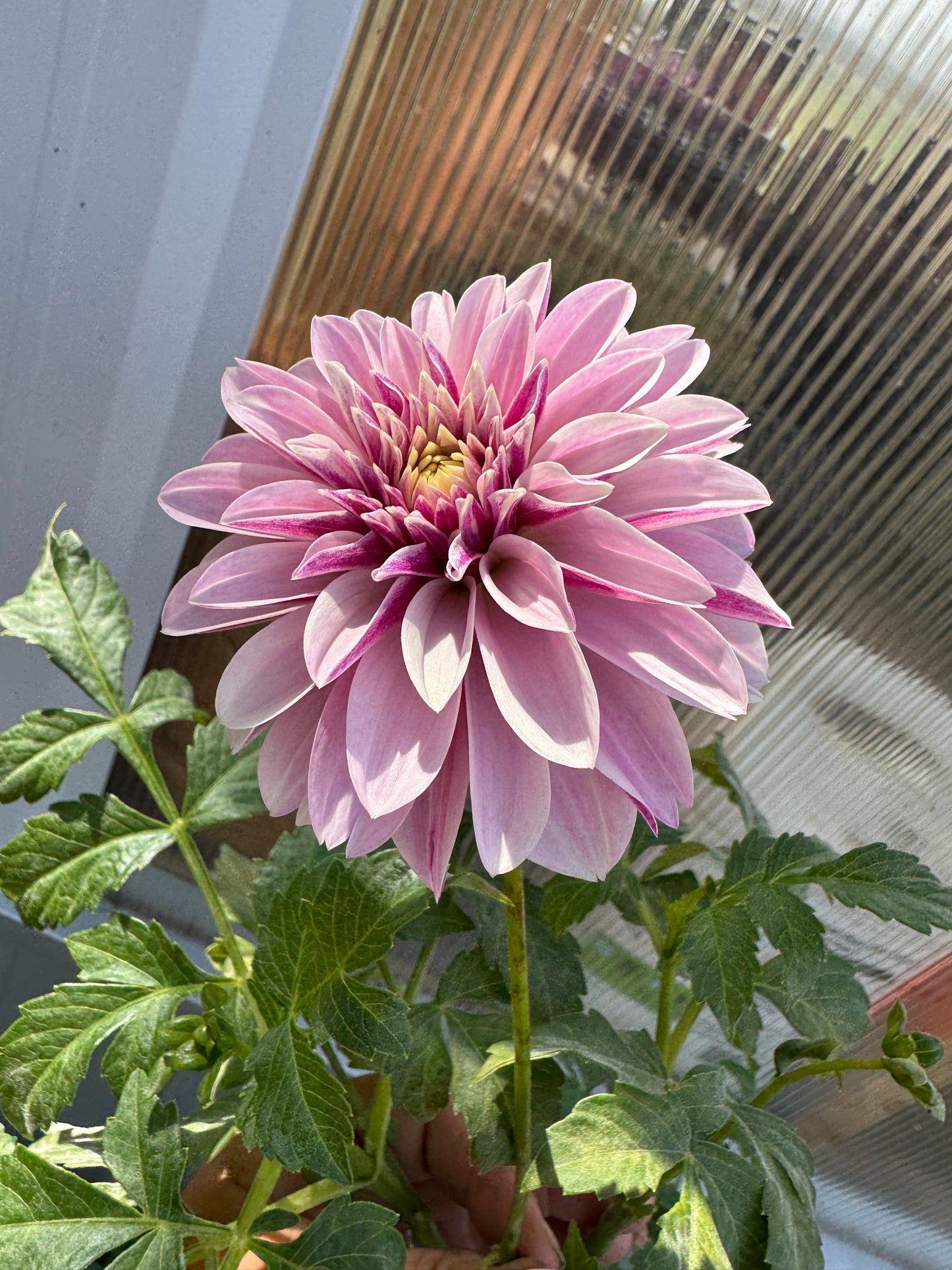 Salish Twilight Girl - Dahlia - Spring CUTTING