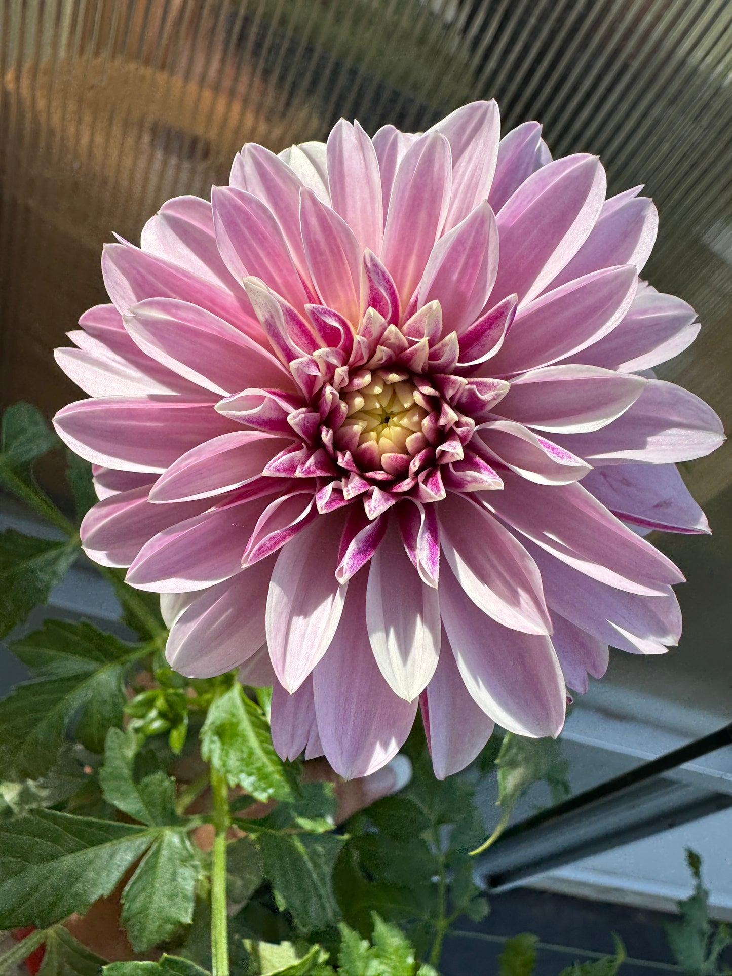 Salish Twilight Girl - Dahlia - Spring CUTTING