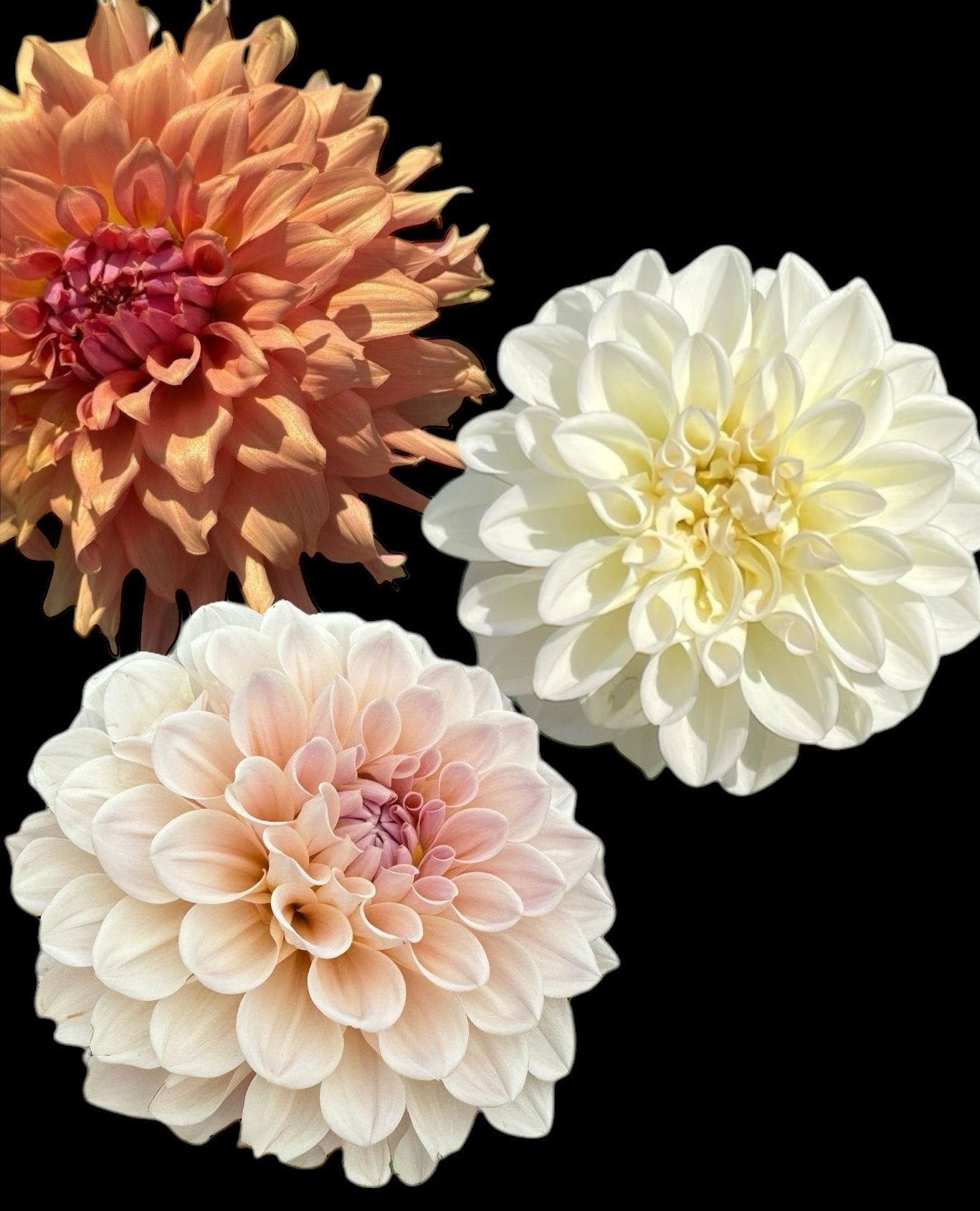 Dahlia Tubers - Bulk Grouping 1 (Spring Shipped)