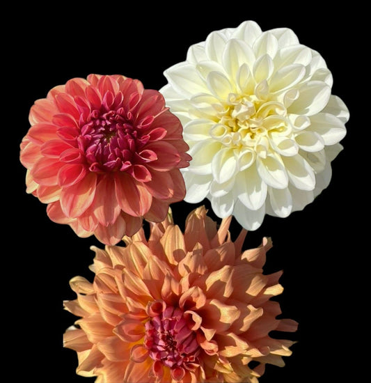 Dahlia Tubers - Bulk Grouping 4 (Spring Shipped)