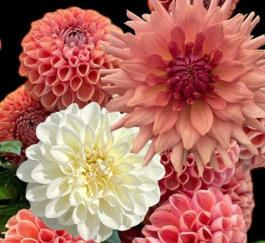 Dahlia Tubers - Bulk Grouping 2 (Spring Shipped)