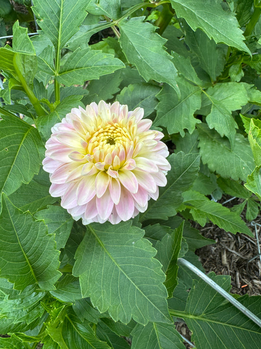 Tahoma Little One - Dahlia - Spring CUTTING