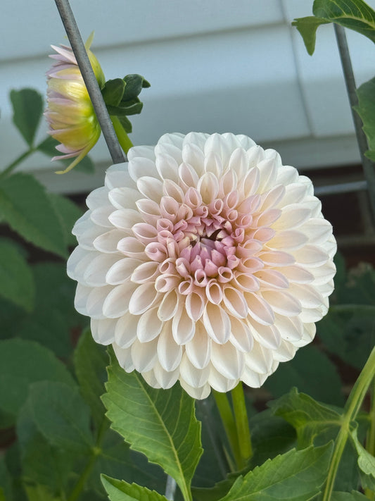 Bloomquist Tory P -  Dahlia - Spring CUTTING
