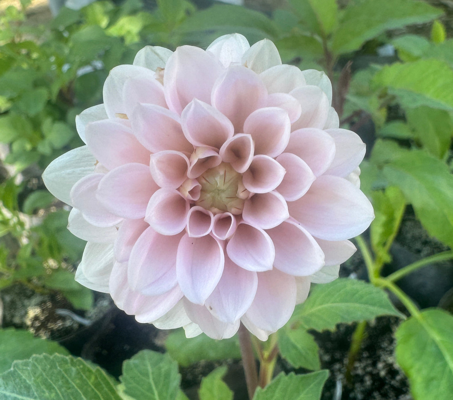 Levi’s Confessor-  Dahlia - Spring CUTTING