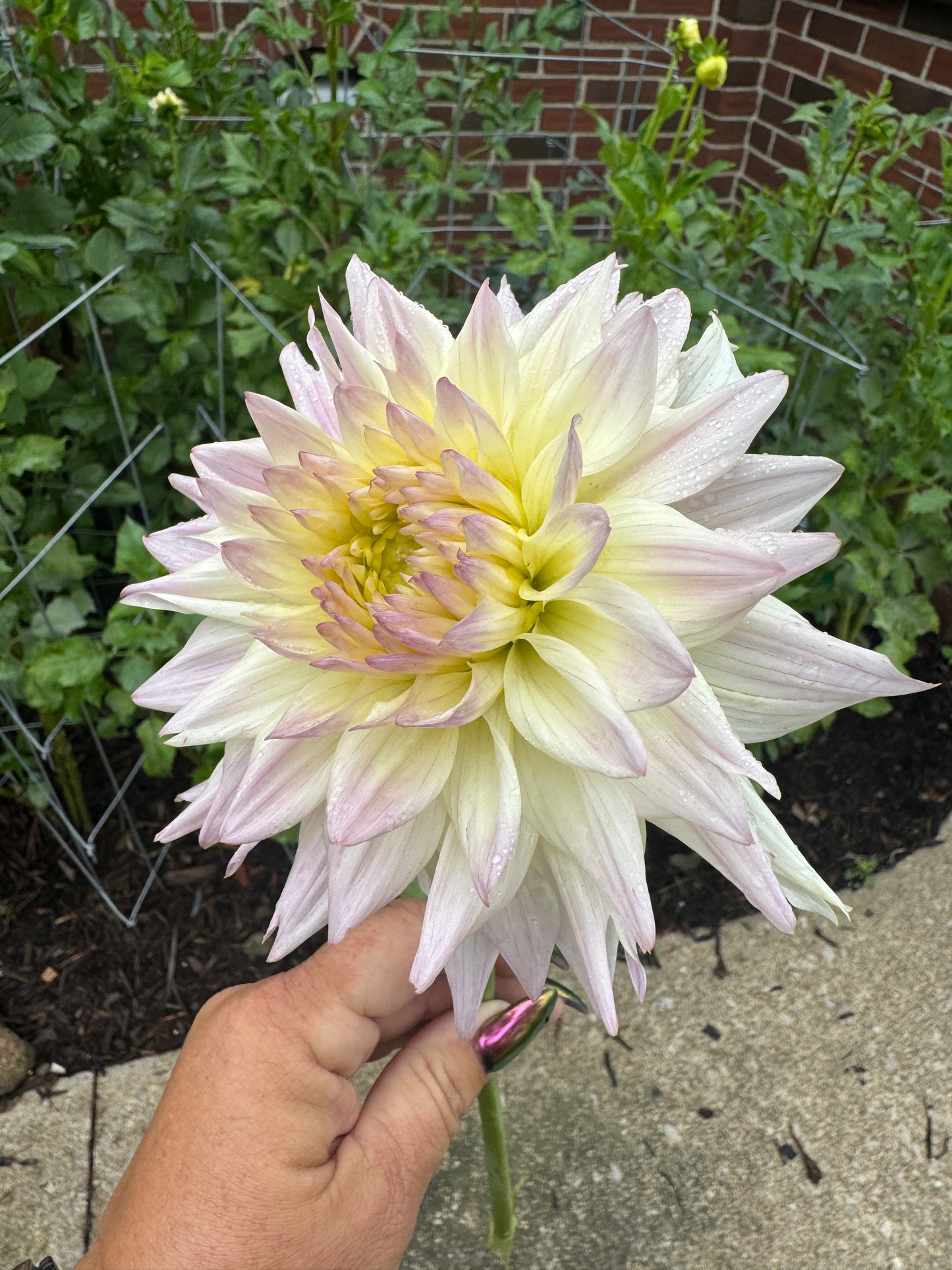 Netherton Cindy - Dahlia - Tuber